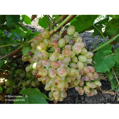 Огонек таировский / Огоньок таїровський