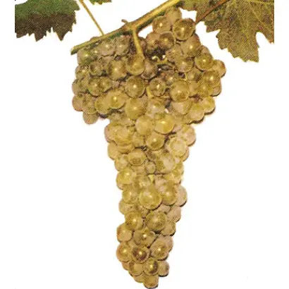 Одесский ранний / Одеський ранній