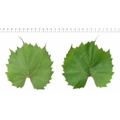 Рипарія x Рупестрис 3309