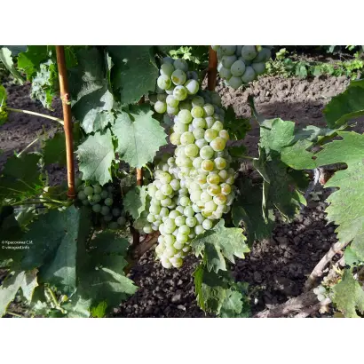 Рыслинг итальянский / Рислінг італійський