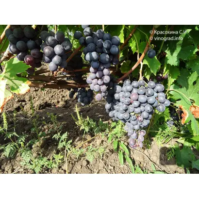 Сенсо / Сенсо (Малага)