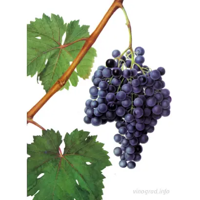 Серексія чорна