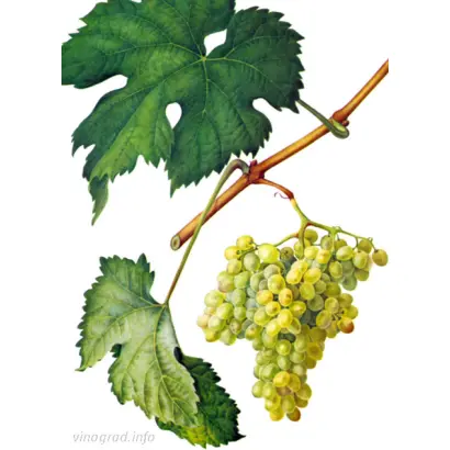 Серсиаль / Серсіаль