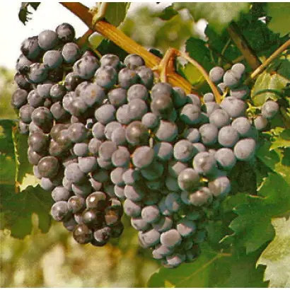 Сорок лєт Октября