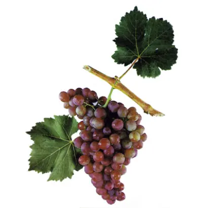 Український 85 (Зорька) / Український 85