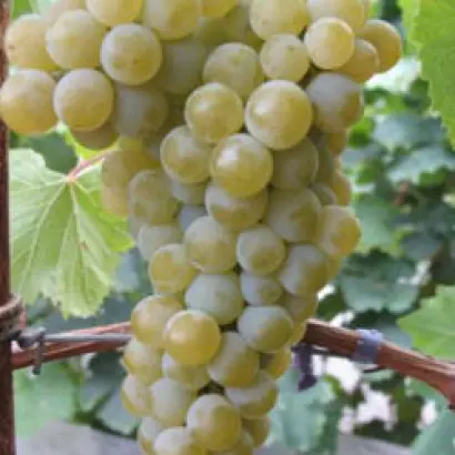 Фетяска біла