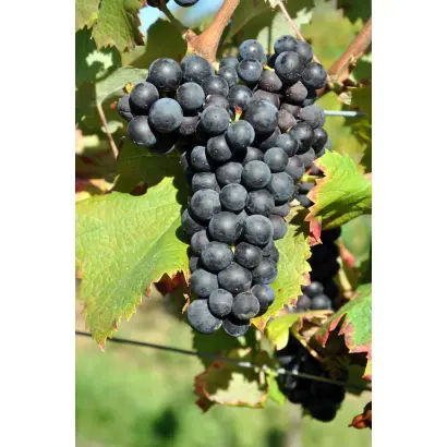 Цимлянський чорний