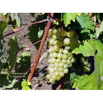 Чауш белый / Чауш білий