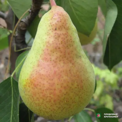 Бере Десятова