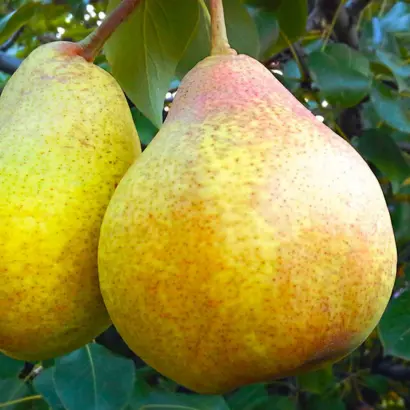 Бере киевская / Бере київська