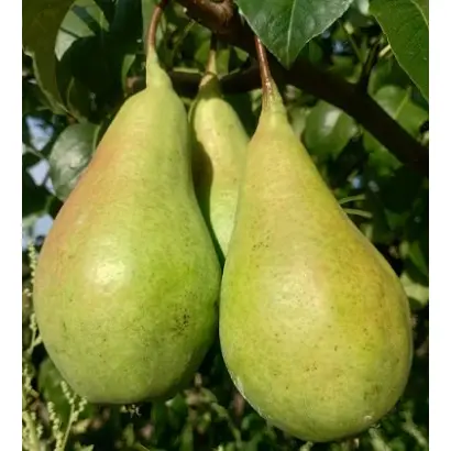 Вежа мускатна