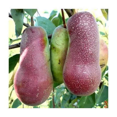 Вересневе Дево