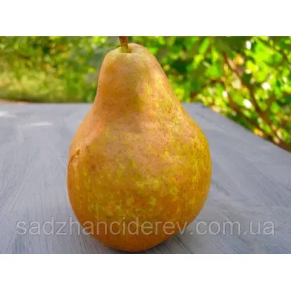 Вижница / Вижниця