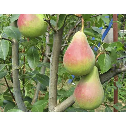 Виктория / Вікторія