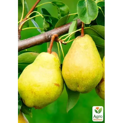 Городищенська