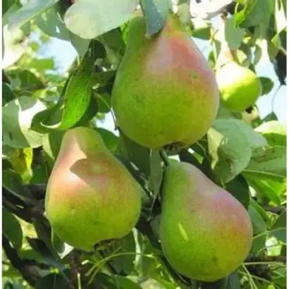 Зеленка мліївська