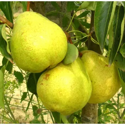 Золотовороцкая / Золотоворітська