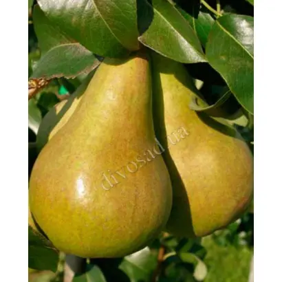 ИС 2-10 / ІС 2-10