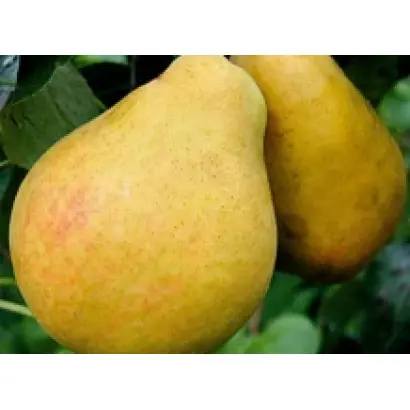 Корсунская / Корсунська