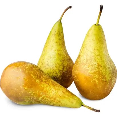 Конференция / Конференція