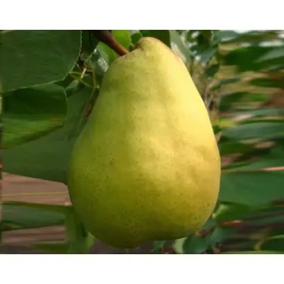 Крупноплидна / Крупноплідна