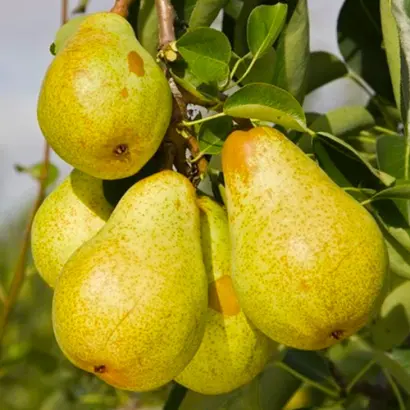 Легенда Карпат