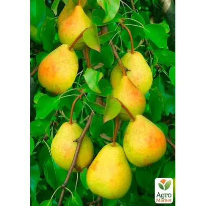 Новинка мліївська