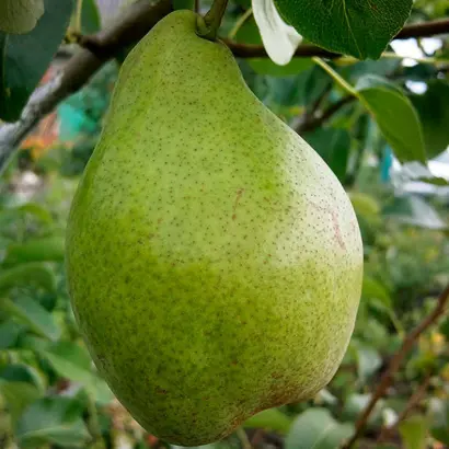 Noiabrska Moldavii / Ноябрська Молдавії