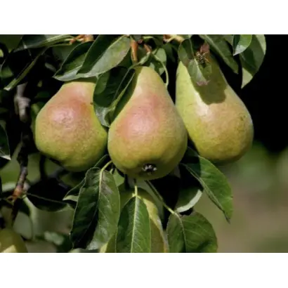 Платонівська