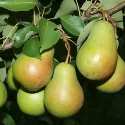 Роксалана / Роксолана