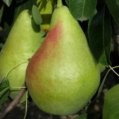 Смэричка / Смерічка