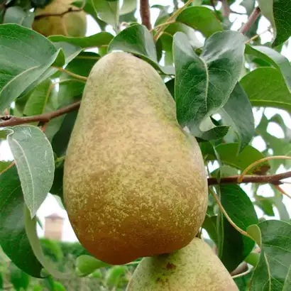 Стрийская / Стрійська