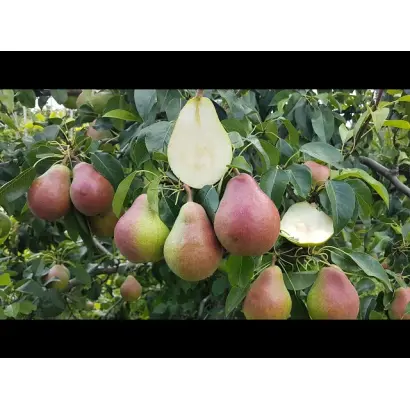 Любимица клаппа / Улюблена Клаппа