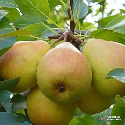 Уманська ювілейна