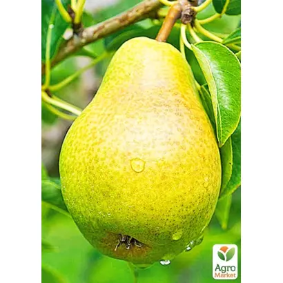 Християнка