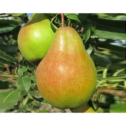 Яблунивска / Яблунівська