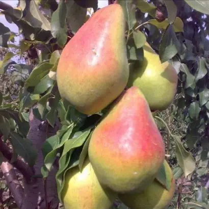 Yablunivska 1.1 / Яблунівська 1.1