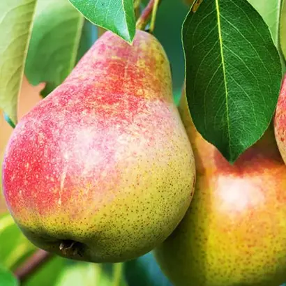 Бере Жиффар / Бере Жіффар