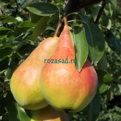 Бере прекос Мореттини / Бере прекос Мореттіні