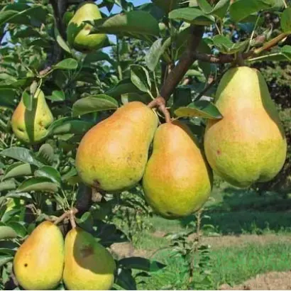 Вильямс / Вільямс