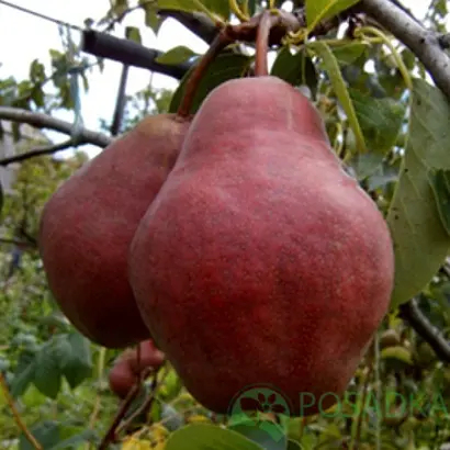 Вильямс Руж Дельбара / Вільямс Руж Дельбара