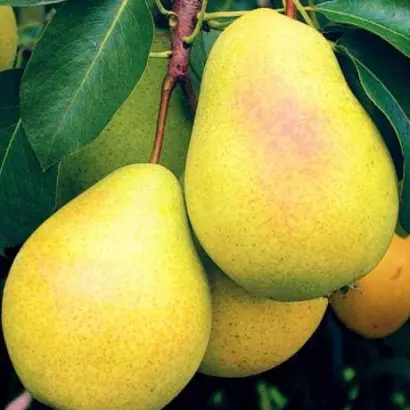 Гранд Чемпион / Гранд Чемпіон