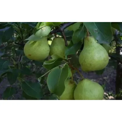 Деканка зимняя / Деканка зимова