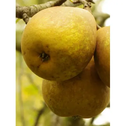 Деканка краснокутская / Деканка краснокутська