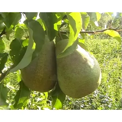 Малевчанка