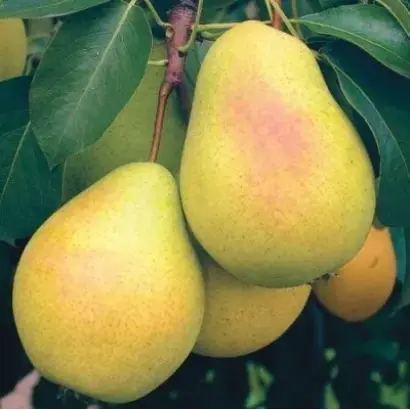 Млеевская ранняя / Мліївська рання