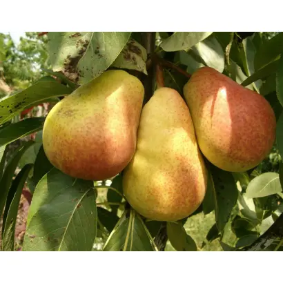 Осень Буковины / Осінь Буковини