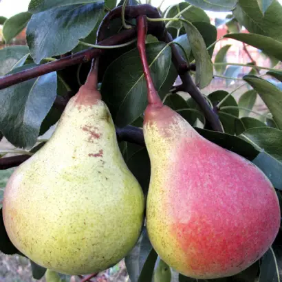 Основянская / Основ'янська