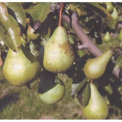 Приднестрянка / Придністрянка