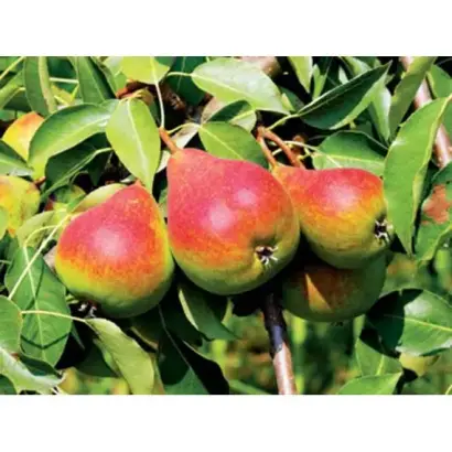 Провінціалка